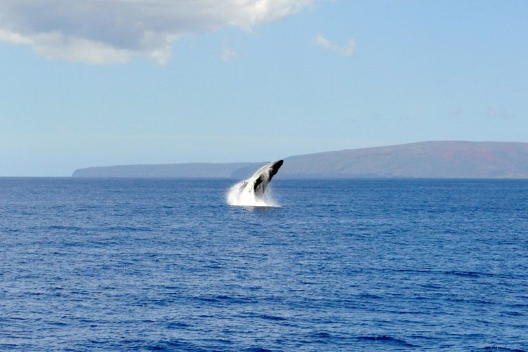 Humbback Whale, desicamera (CC BY 2.0)