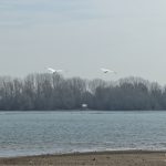 Fliegende Schwäne überm Rhein bei Oppenheim