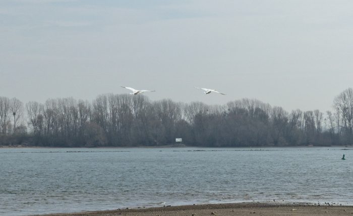 Fliegende Schwäne überm Rhein bei Oppenheim