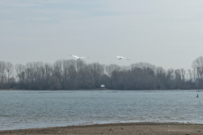 Fliegende Schwäne überm Rhein bei Oppenheim