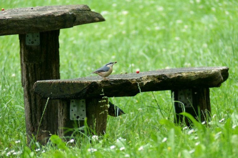 Vögel auf der Festung Hohentwiel