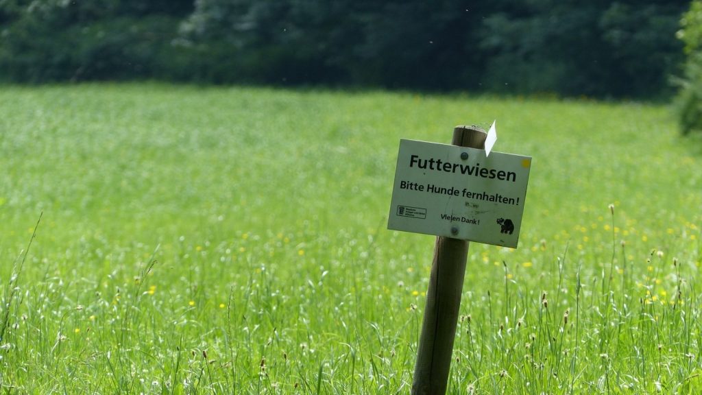 Futterwiese beim Schloss Solitüde