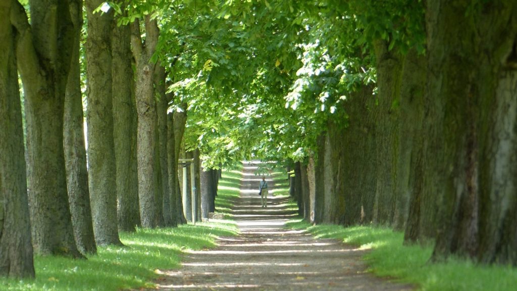 Weg zum Schloss Solitüde