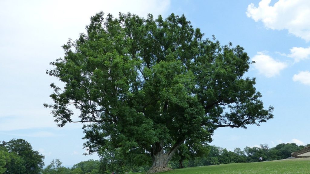 Baum im Park vom Schloss Solitüde