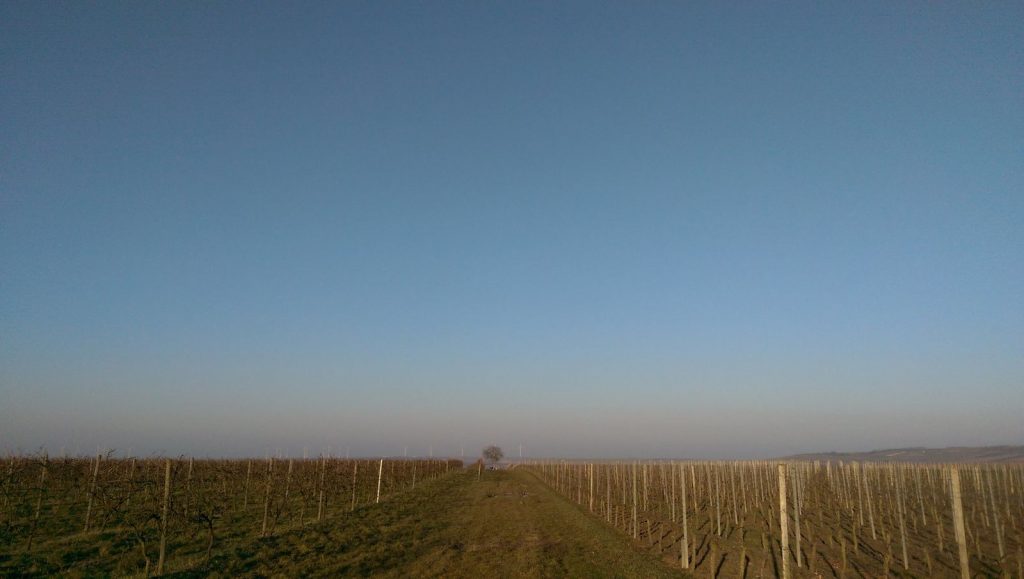 Into the Blue - Joggen in Rheinhessen