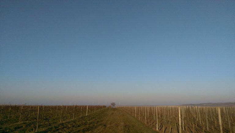 Into the Blue - Joggen in Rheinhessen