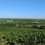 Weinberge zwichen Selzen und Mommenheim