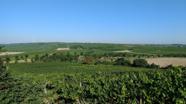 Weinberge zwichen Selzen und Mommenheim