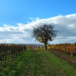 Herbst in den Weinbergen über Selzen