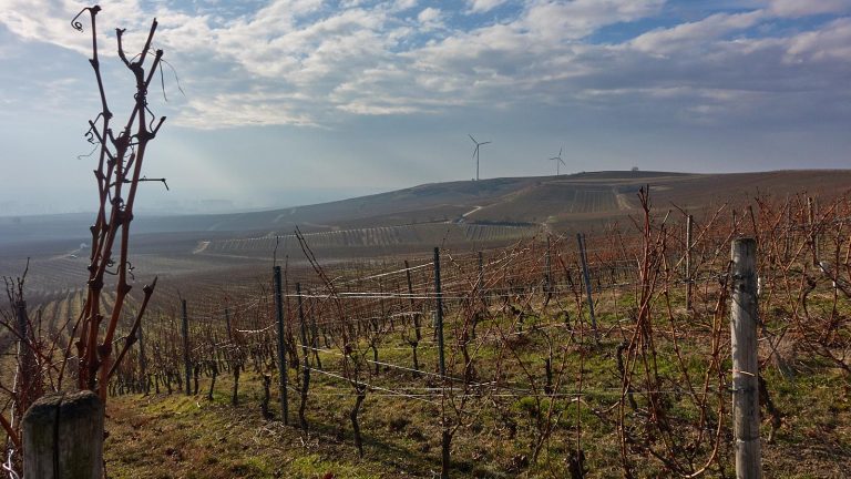 Weinberge und Windräder beim Mommenheim