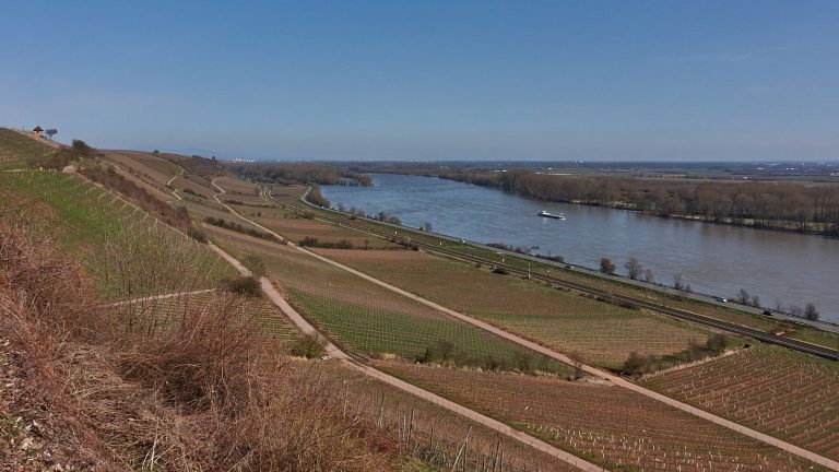 Rhein bei Nierstein: Schönste Weinsicht am Rhein (Brudersberg)