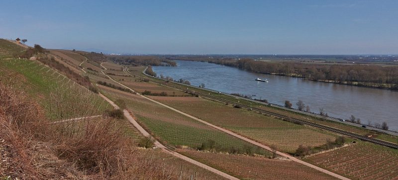 Rhein bei Nierstein: Schönste Weinsicht am Rhein (Brudersberg)