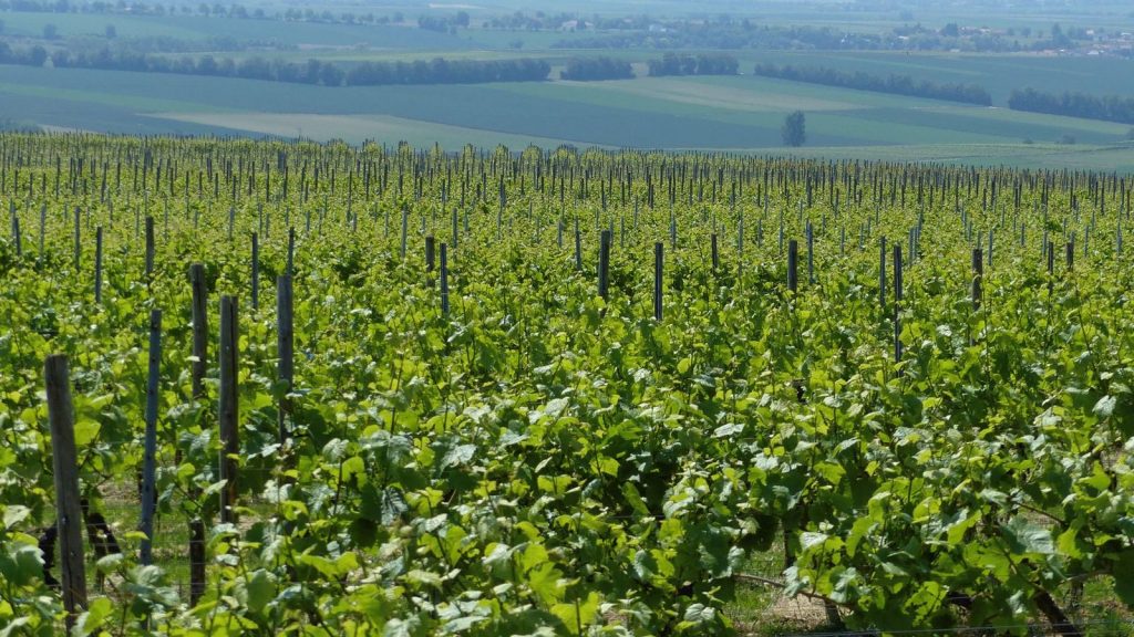 Weinberge im Selztal