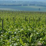 Weinberge im Selztal