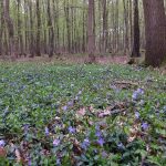 Joggen im Ober-Olmer Wald