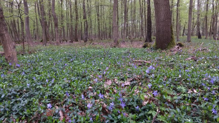 Joggen im Ober-Olmer Wald