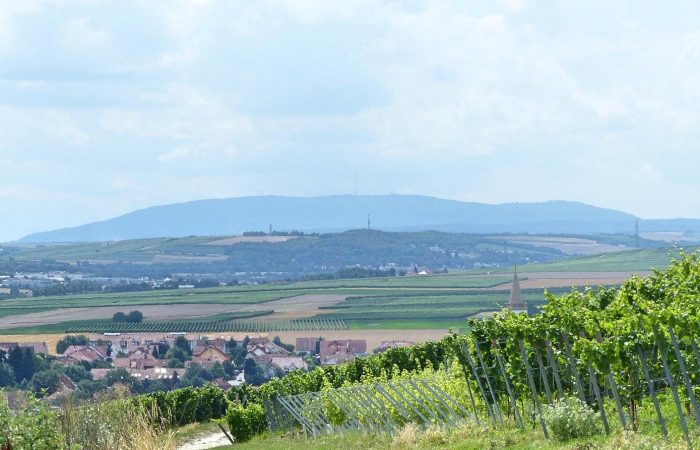 Donnersberg (Pfalz)