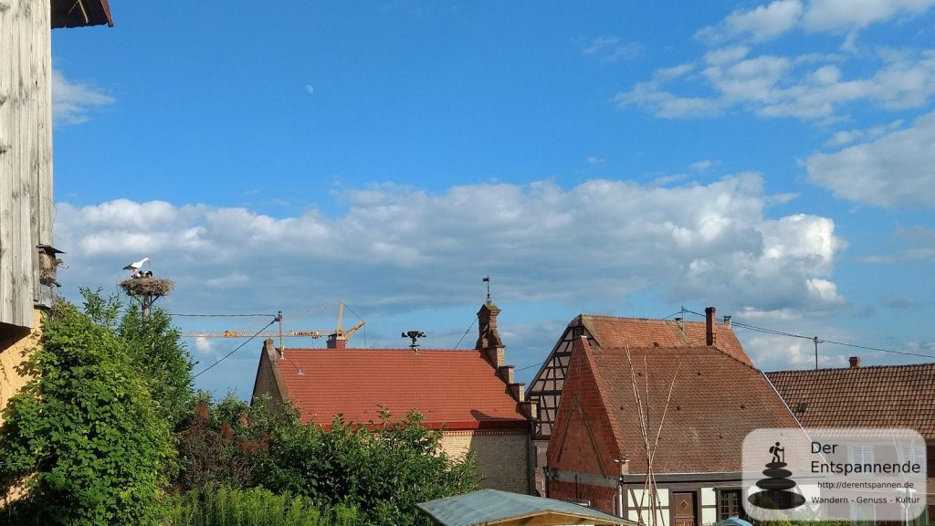 Störche und Mond glotzen in Mietesheim, Elsass