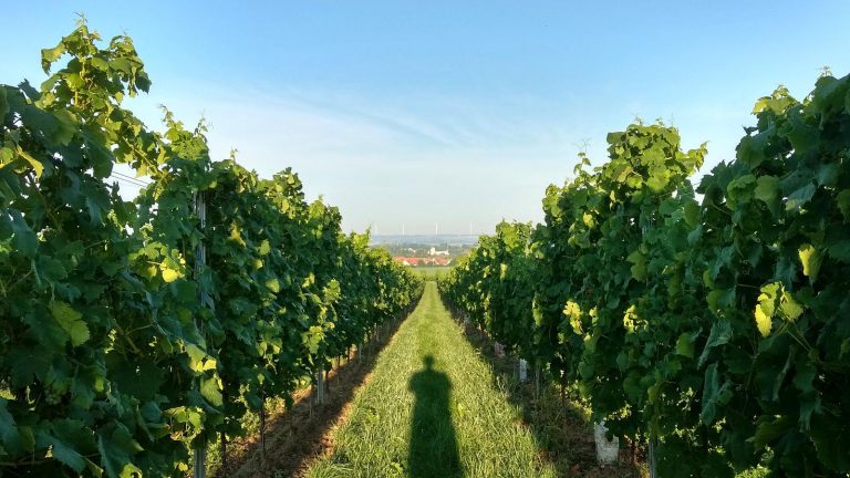 Joggen in den Weinbergen über Selzen (15.08.2017)