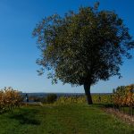 In den Weinbergen über Selzen