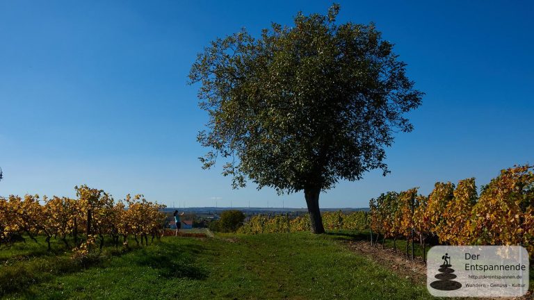 In den Weinbergen über Selzen