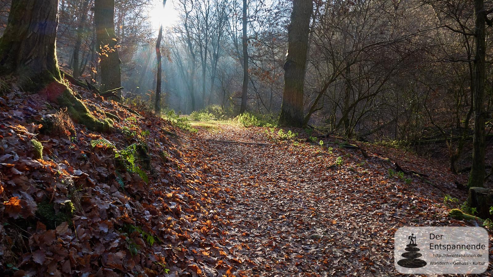 Im Ebernburger Wald