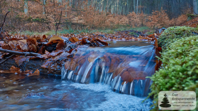 Gutleutbach - Wandern im Wald bei Kirchheimbolanden