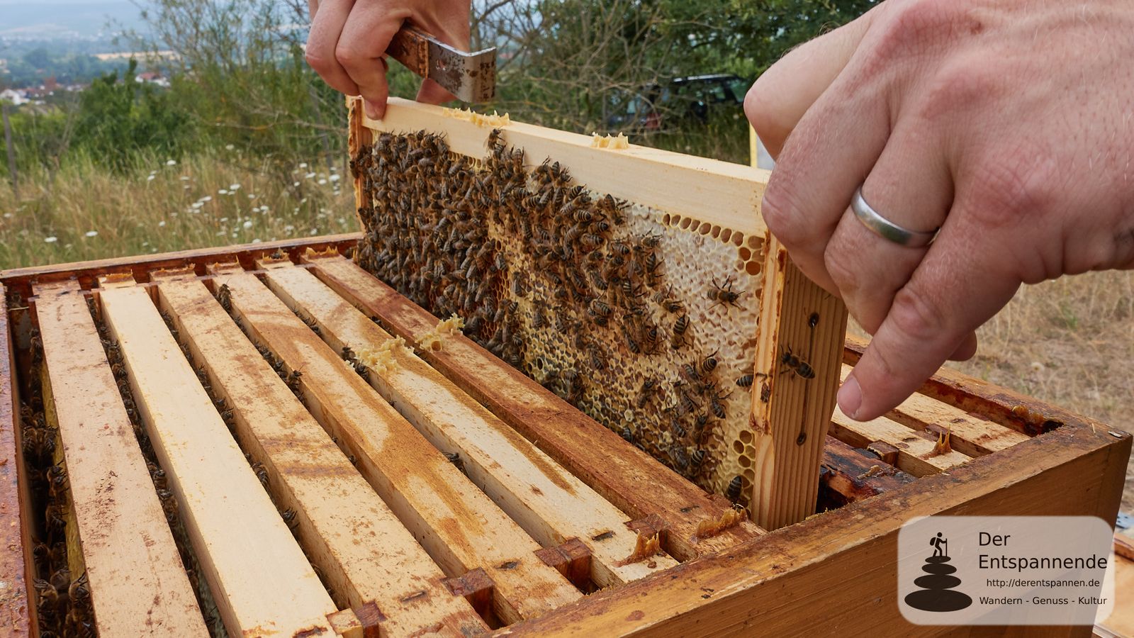 Bienenvölker und Honig - Beim Rheinhessen-Imker