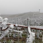 Zornheimer Berg - Raureif im winterlichen Rheinhessen (28.12.2018)