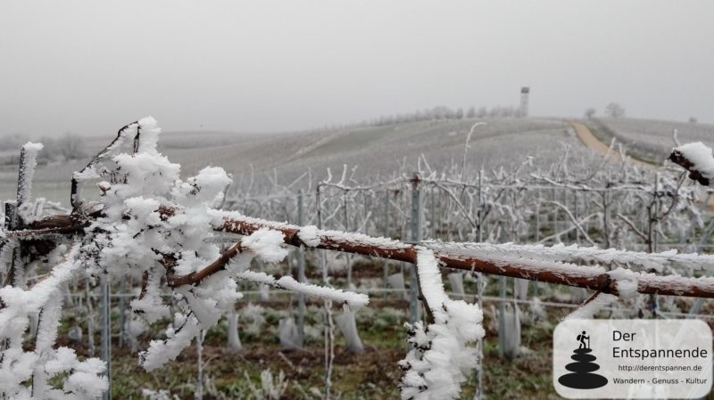 Zornheimer Berg - Raureif im winterlichen Rheinhessen (28.12.2018)
