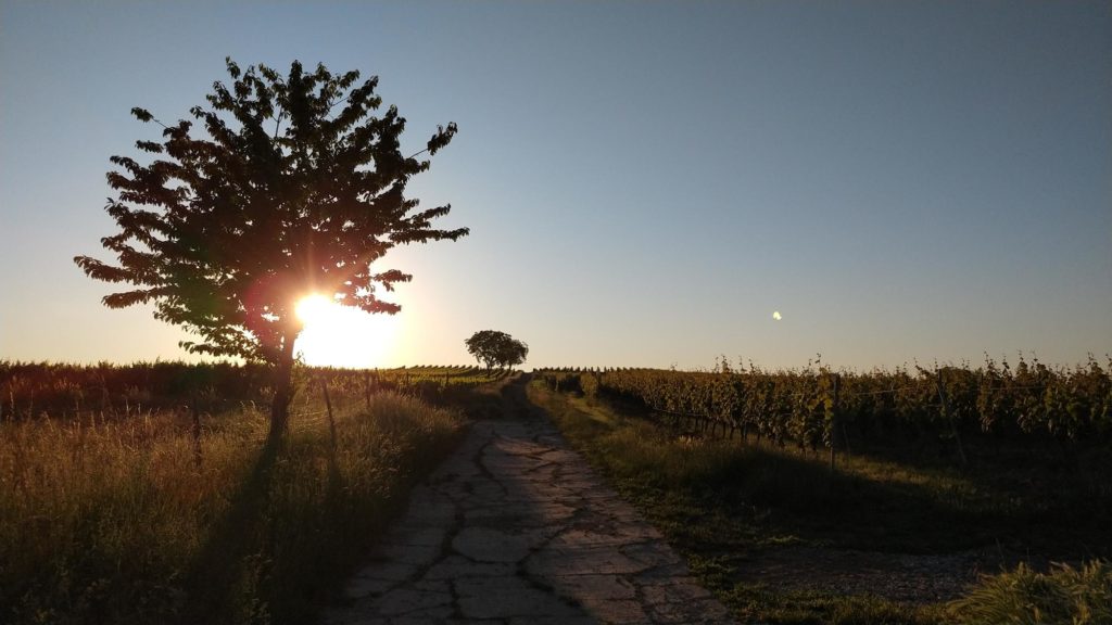 #SunriseRun in den Weinbergen über Selzen