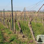 Rebschnitt in den Weinbergen über Selzen (Selzbogen im März)