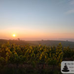 Sonnenaufgang über den Weinbergen bei Selzen