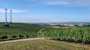 Blick auf das Selztal von der Schönsten Weinsicht 2020 Rheinhessen