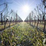 Weinberge über Dalheim (Fünf-Dörfer-Wanderung Rhein-Selz)