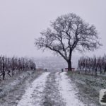 Ruhebank unter Baum am Selzer Berg - Morgenlauf in Weiß Episode II