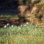 Schneeglöckchen auf dem alten Friedhof Selzen