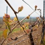 Frühling in den Weinbergen von Rheinhessen (klassischer Rebschnitt)