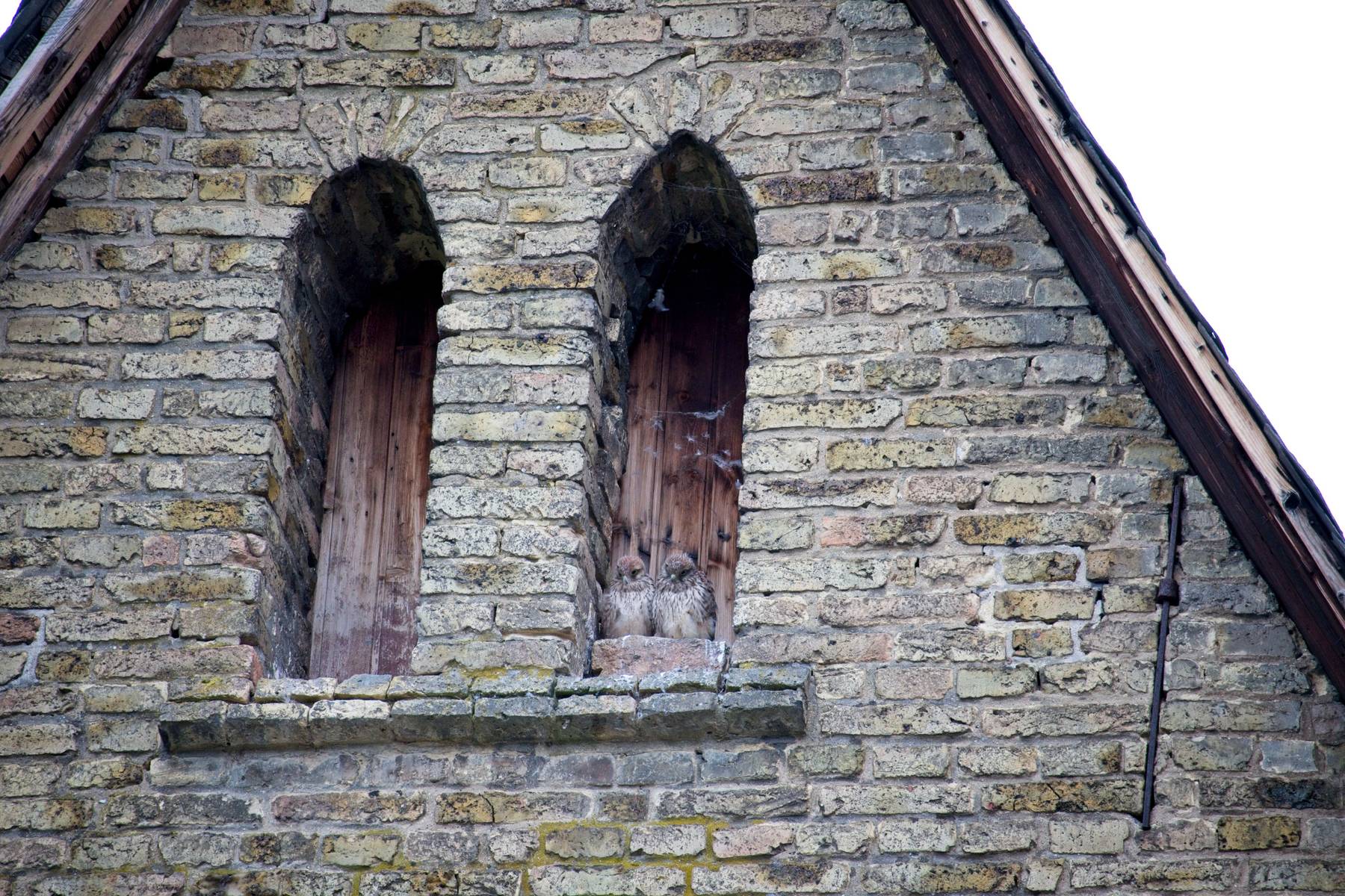 Turmfalken in der katholischen Kirche Selzen ("Waldorf und Statler")