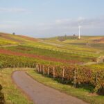 Herbstliche Weinberge über Hahnheim, am Zornheimer und am Selzer Berg