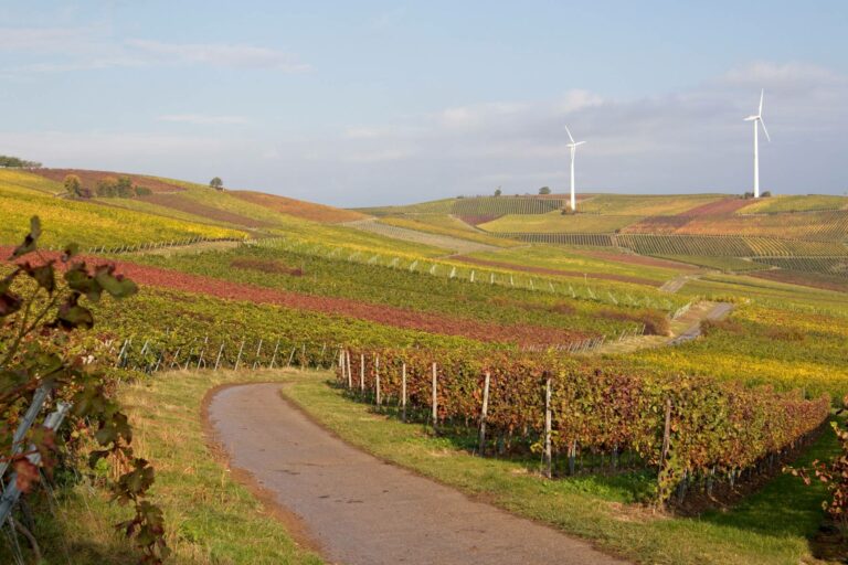 Herbstliche Weinberge über Hahnheim, am Zornheimer und am Selzer Berg