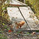 Eichhörnchen auf dem Steg über die Selz in Selzen