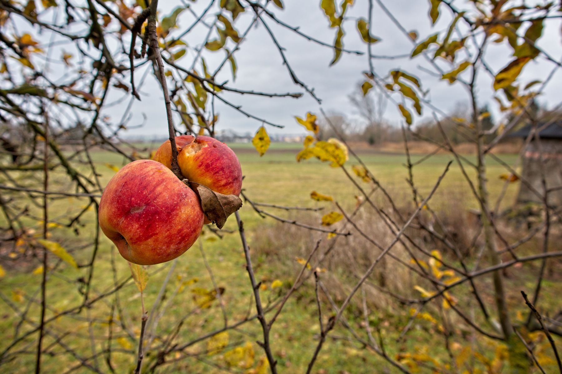 Farbige Herbstreste am 1. Advent (Apfel)