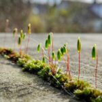 Frühling auf der Terrassenmauer