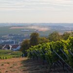 Rheinhessen im August bei Nieder-Olm