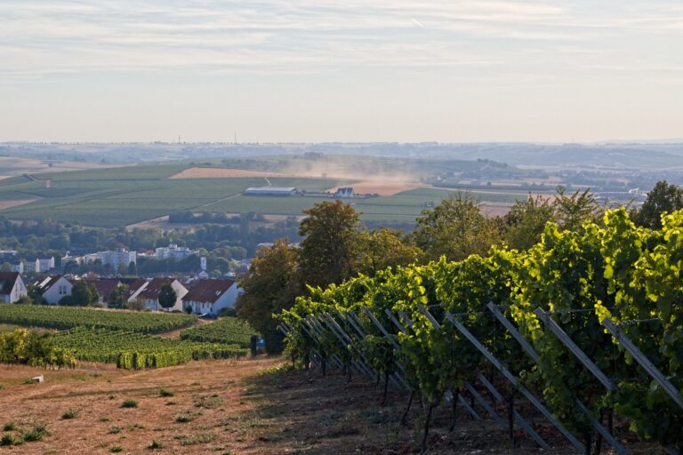 Rheinhessen im August bei Nieder-Olm