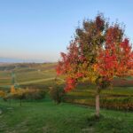 Morgendliche Herbststimmung am Selzbogen - SunriseRun im Herbst