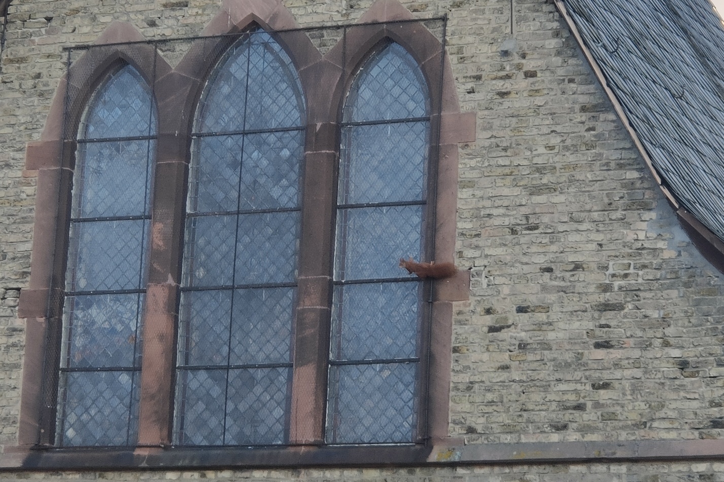 Kein Mastodon: Eichhörnchen an der Fensterwand der katholischen Kirche Selzen