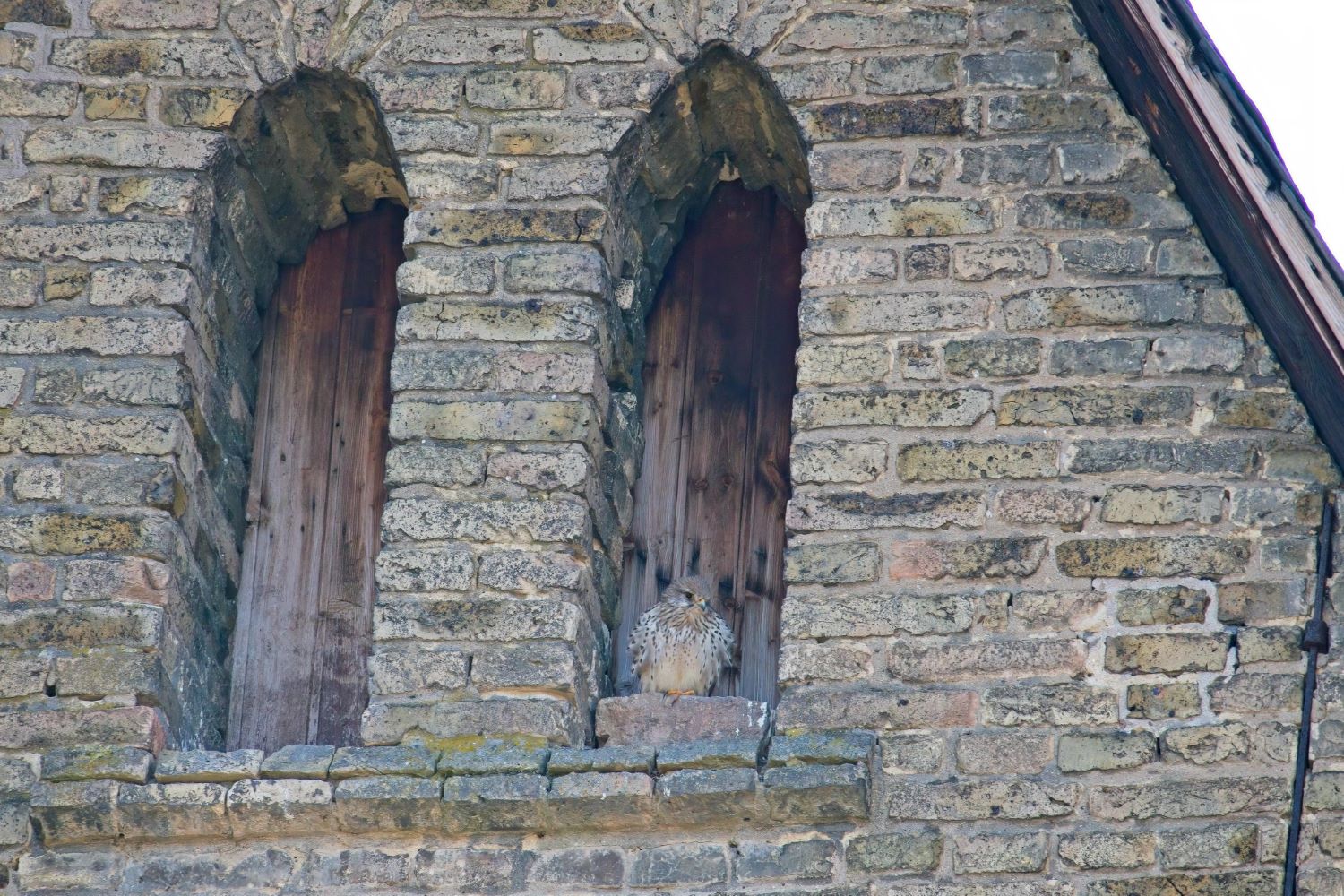 Turmfalke im gekuppelten Fenster (Biforium) der katholischen Kirche Selzen