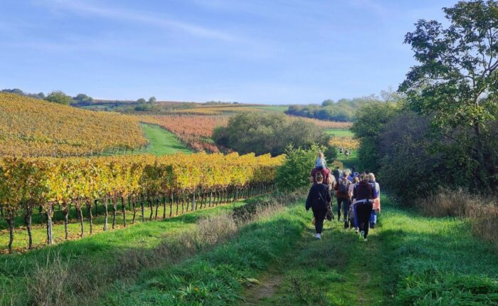 Aufstieg von Horrweiler auf die Höhe - Farbenfrohes Wandern in der rheinhessischen Toscana